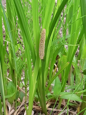 菖蒲は意外と使われています 漢方 アロマで健康生活の勧め